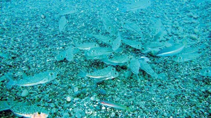 Some 10 pct of Mediterranean fish to go extinct by 2050: Report