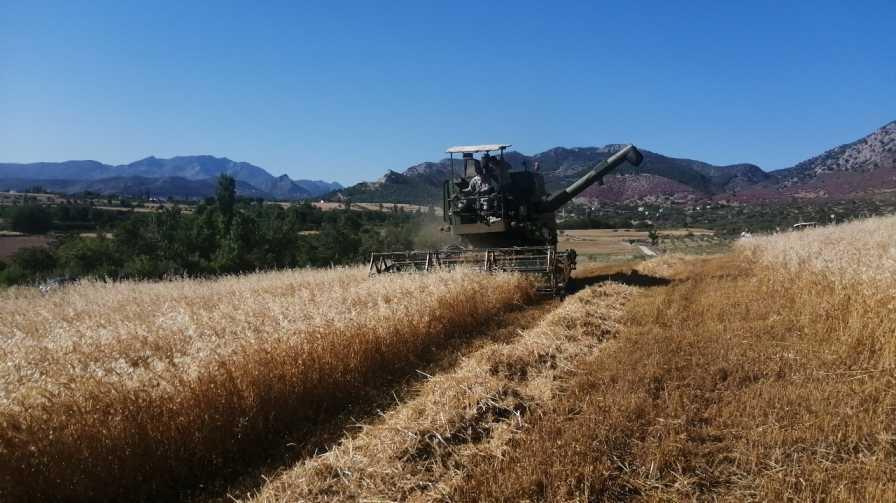 Wheat production expected to increase 18 pct this year