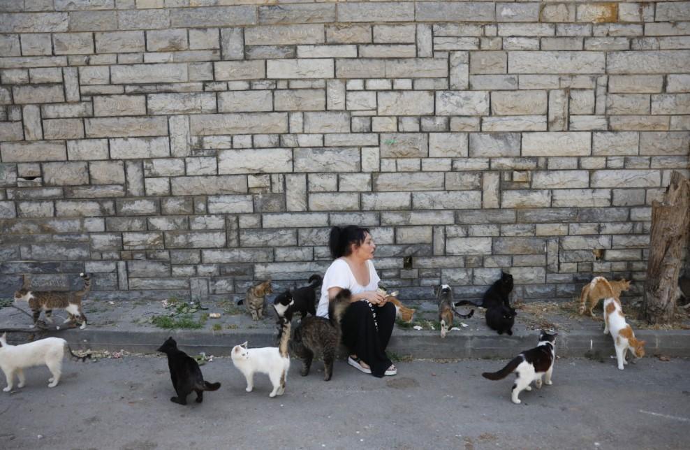 Some 700 cats killed by feline coronavirus in Büyükada: Locals