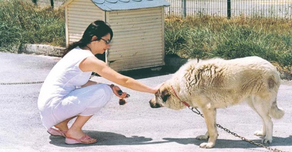 Municipalities encouraging animal adoption with bonuses