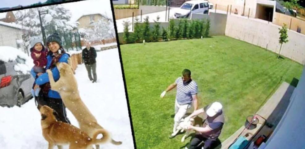 Family accuses municipality workers drugging, seizing dogs