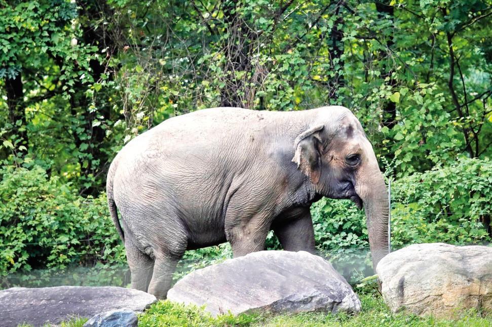 Happy the elephant isn’t a person, top NY court says