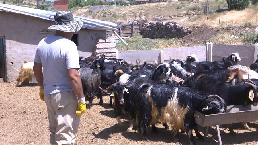Price of sacrificial animals tripled before Eid al-Adha