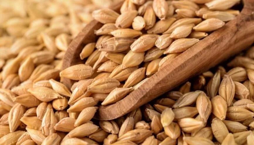 Türkiye boosts diplomatic efforts to establish food corridor