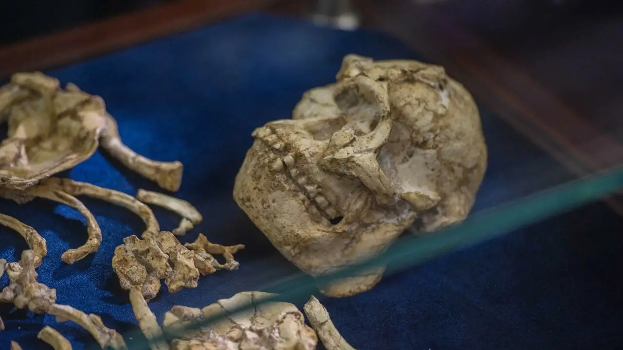 Early human ancestors one million years older than thought