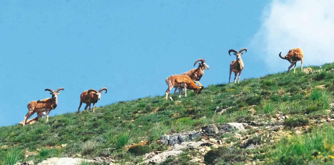 Endangered mountain sheep adapts back to nature