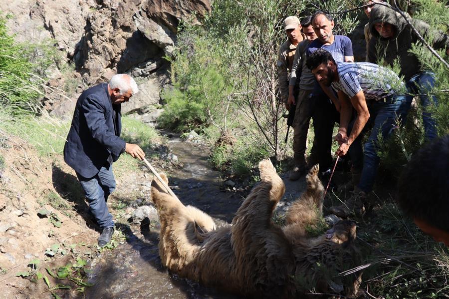 Bear kills man, goes succumbed to death