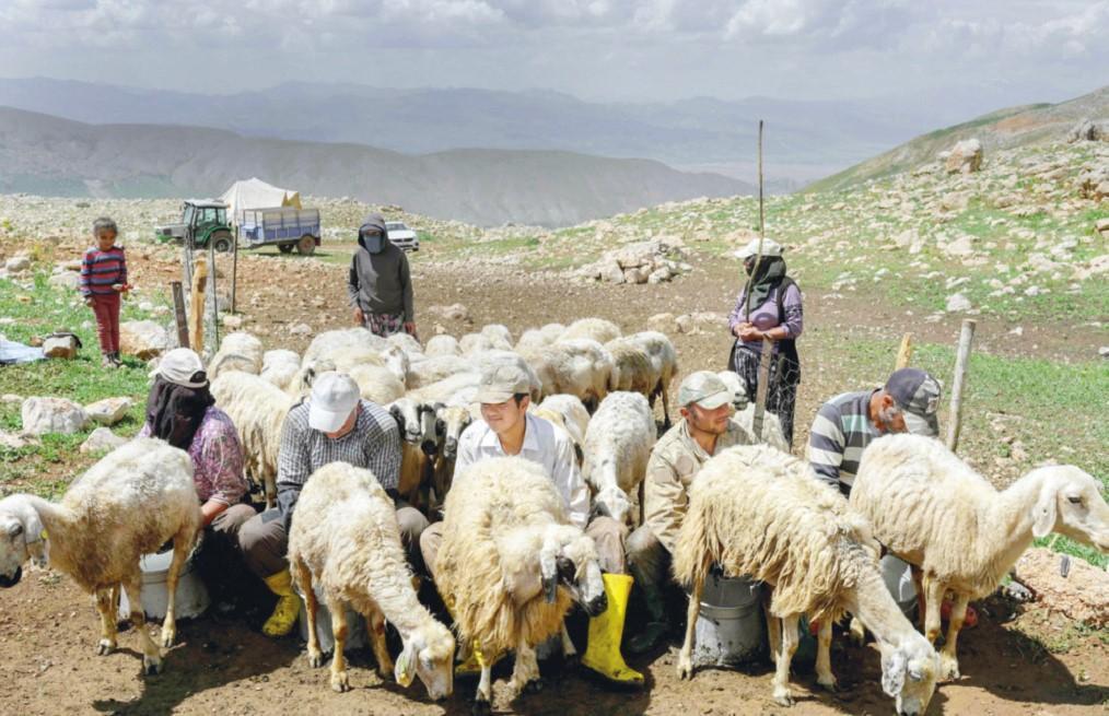 Afghan shepherds in Tunceli dream of home