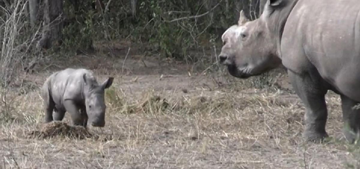 White rhinos return to Mozambique park after 40 years