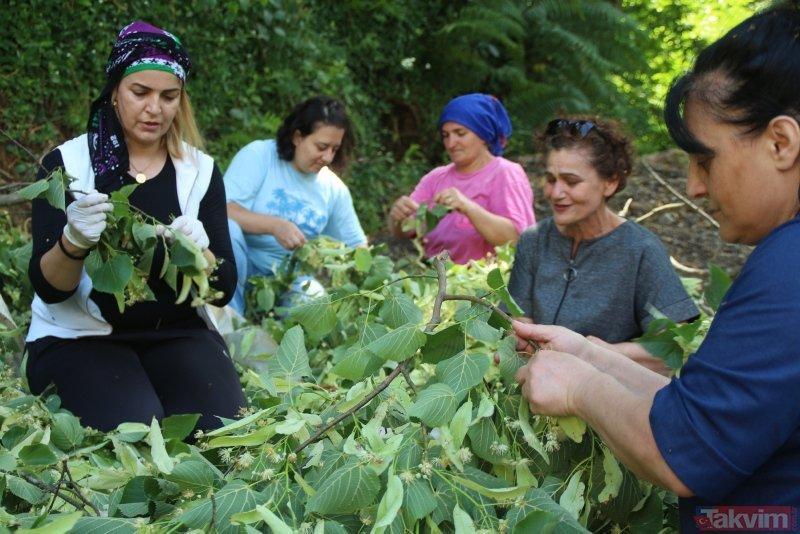 Women’s cooperative to export 2 tons of linden