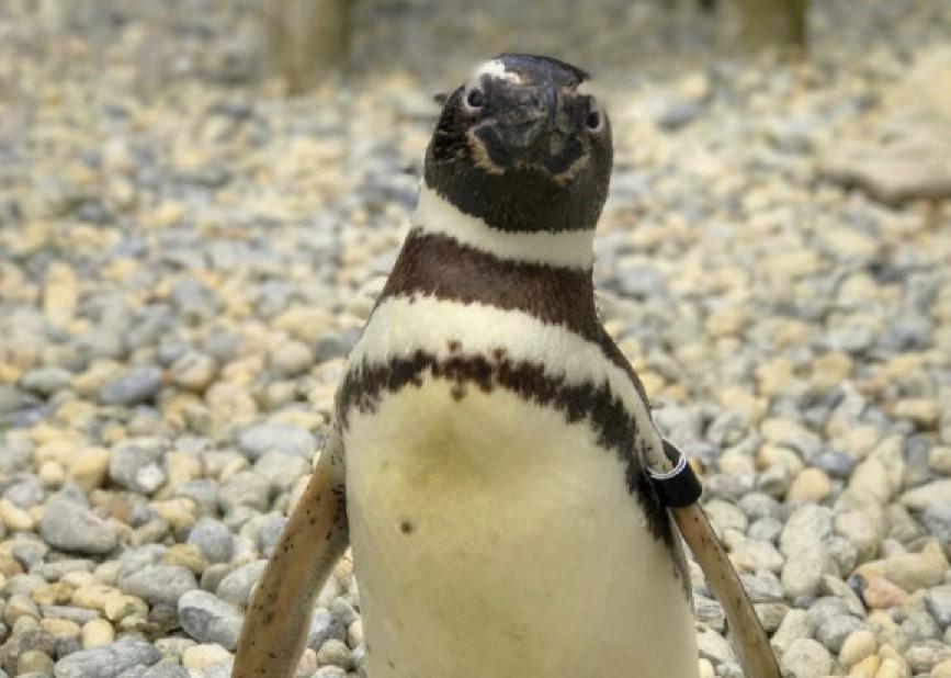 Oldest Magellanic penguin at San Francisco Zoo dies at 40