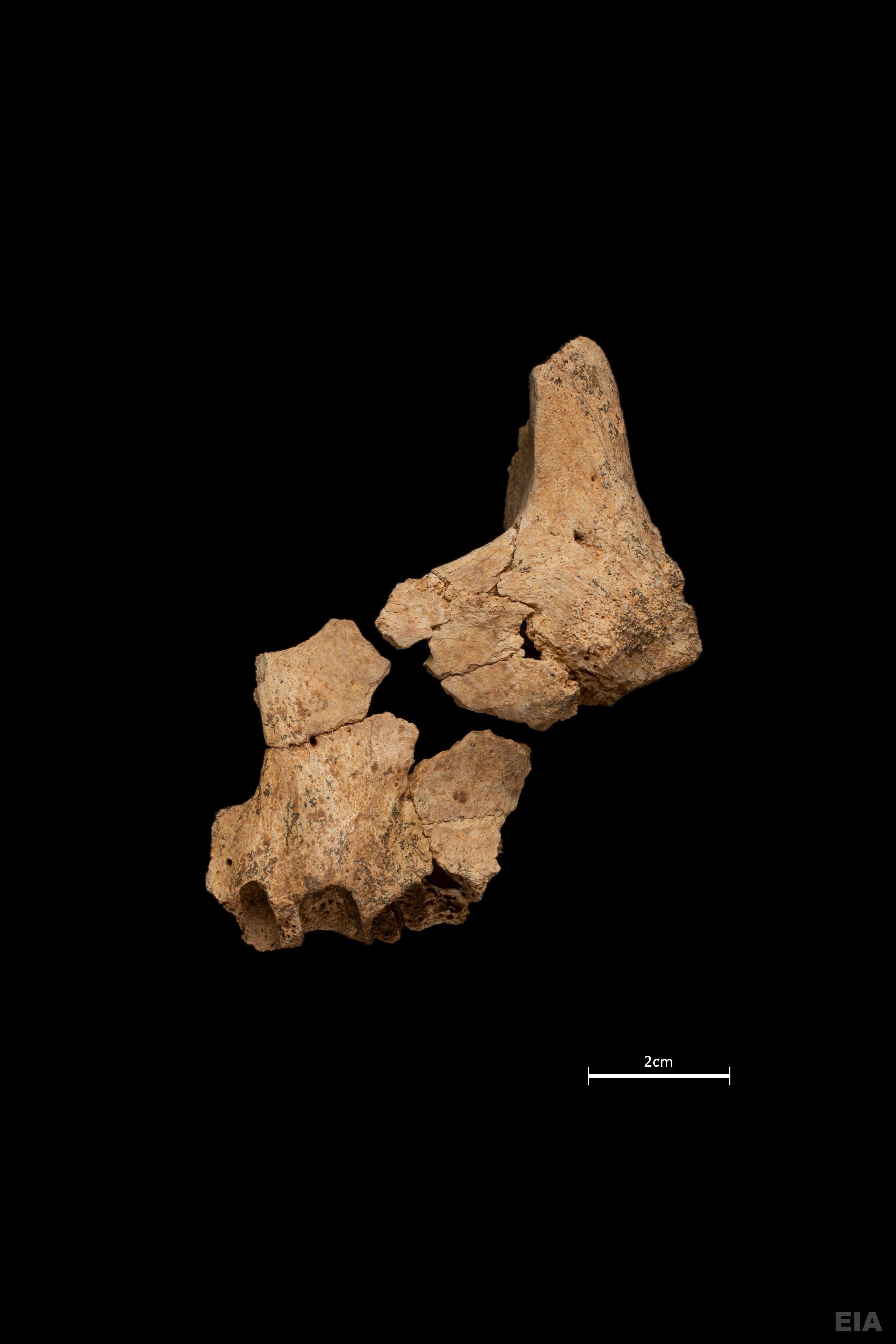 Oldest European human fossil possibly found in Spain
