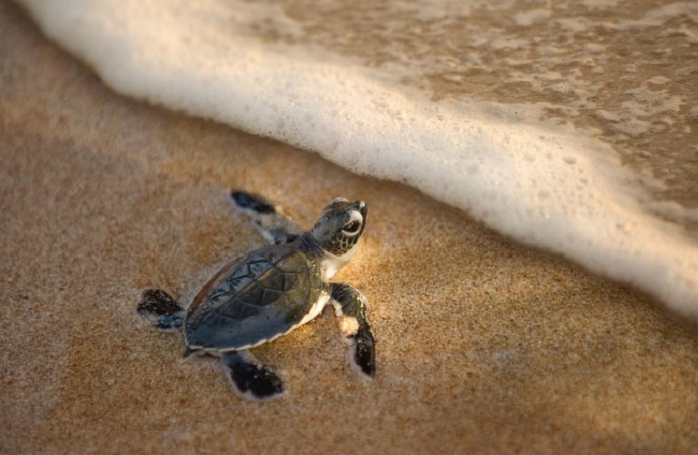 Qatari children help give endangered turtles second chance