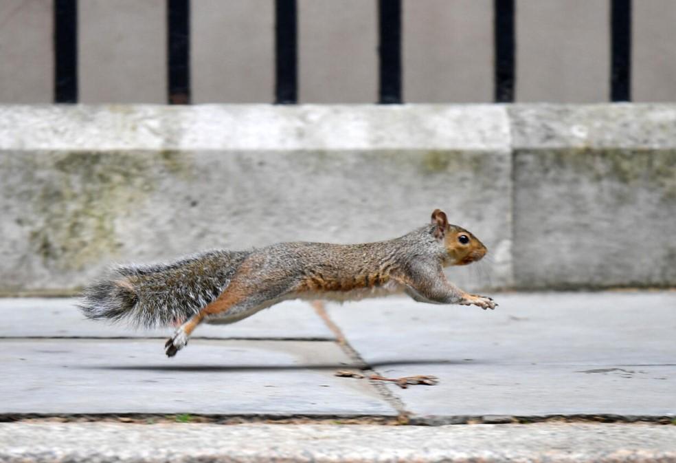 UK mulls contraceptives for grey squirrels