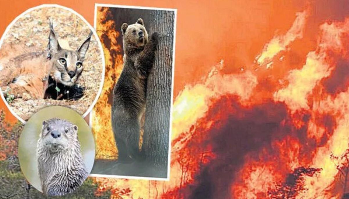 Centers formed to protect wildlife animals impacted by wildfires