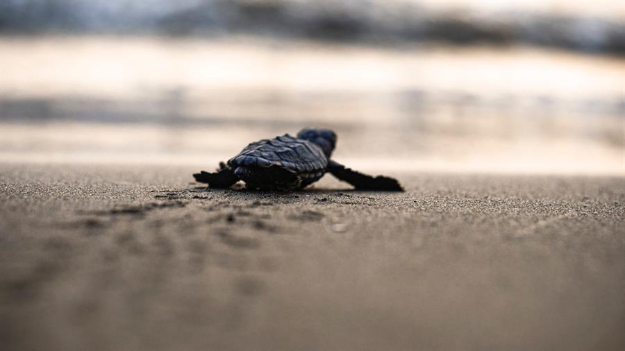 First baby Caretta hatched after nesting works