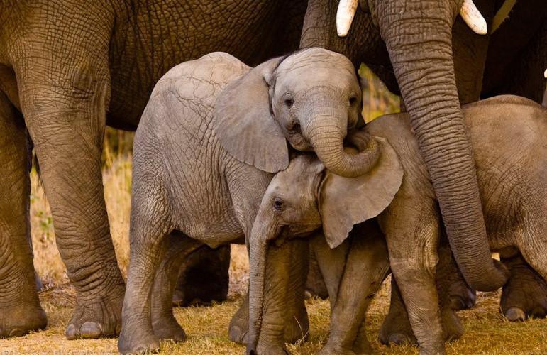 Social life helps orphaned elephants