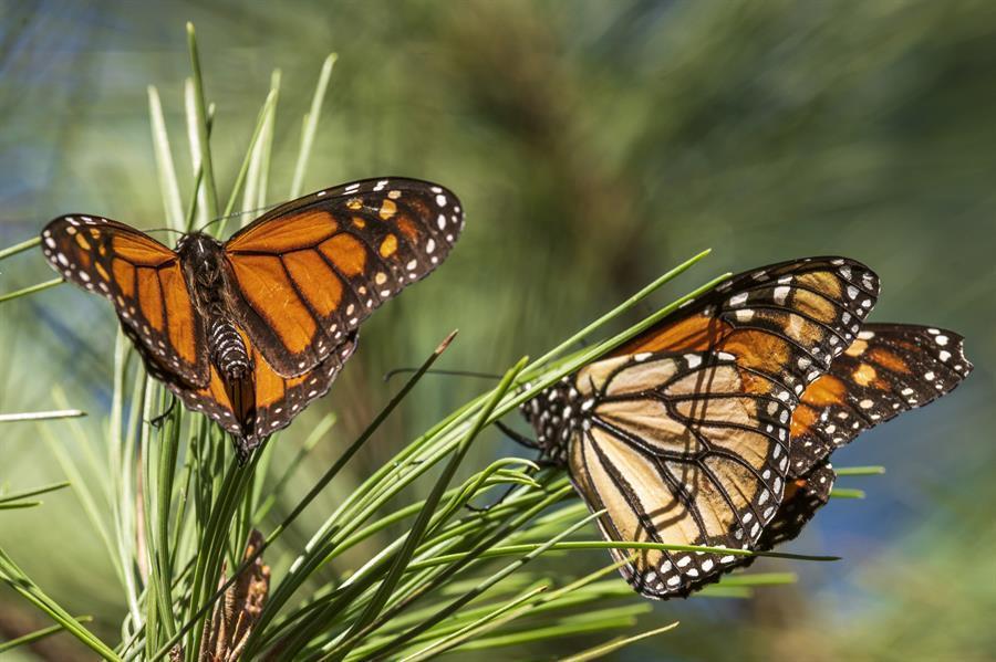Beloved monarch butterflies listed as endangered