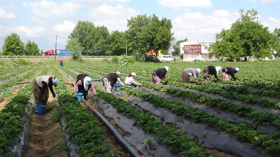 Private companies to lease farmlands abroad: Ministry