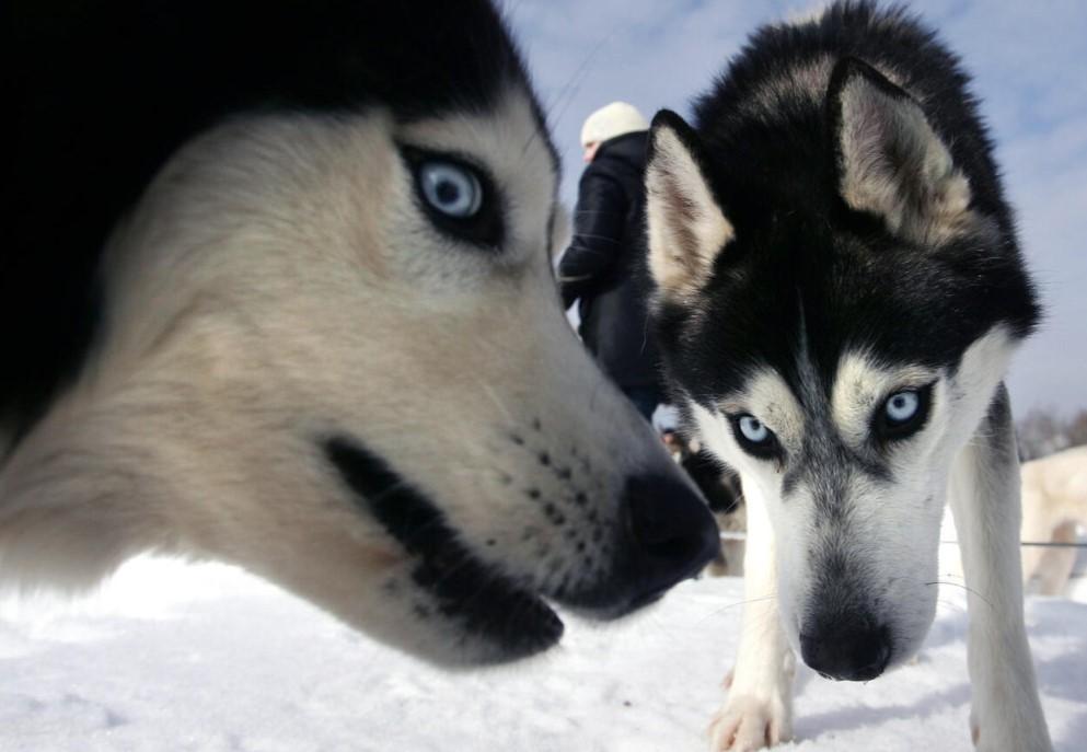 Ancient Siberian dogs relied on humans for seafood diets