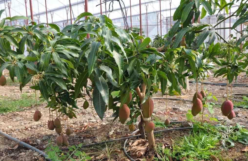 Tropical fruit exports rise 85 percent