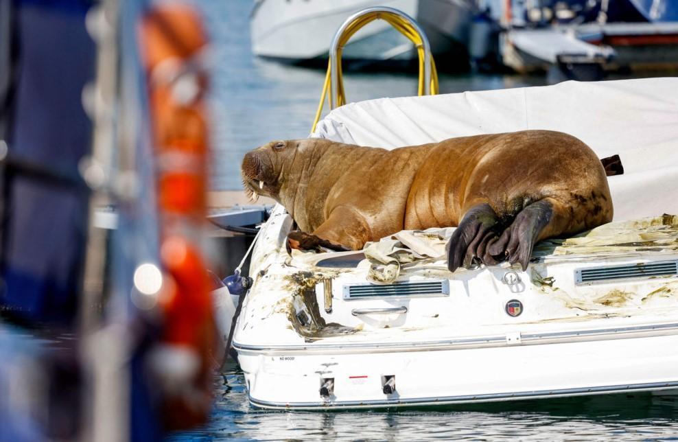 Boat-bending walrus visitor makes a splash in Norway