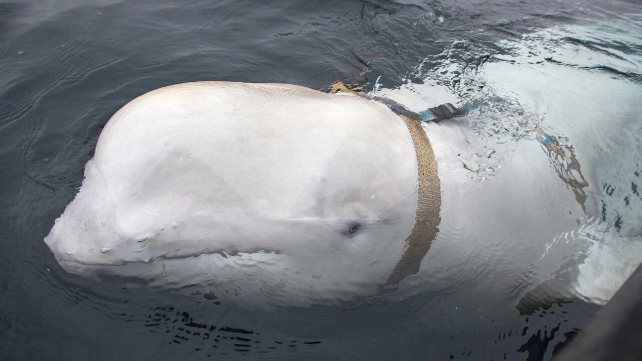 Beluga whale spotted in France’s Seine river