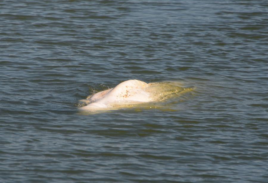 ’Little hope’ of saving beluga whale stranded in Seine river