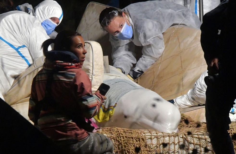 Stranded beluga whale rescued from Seine river