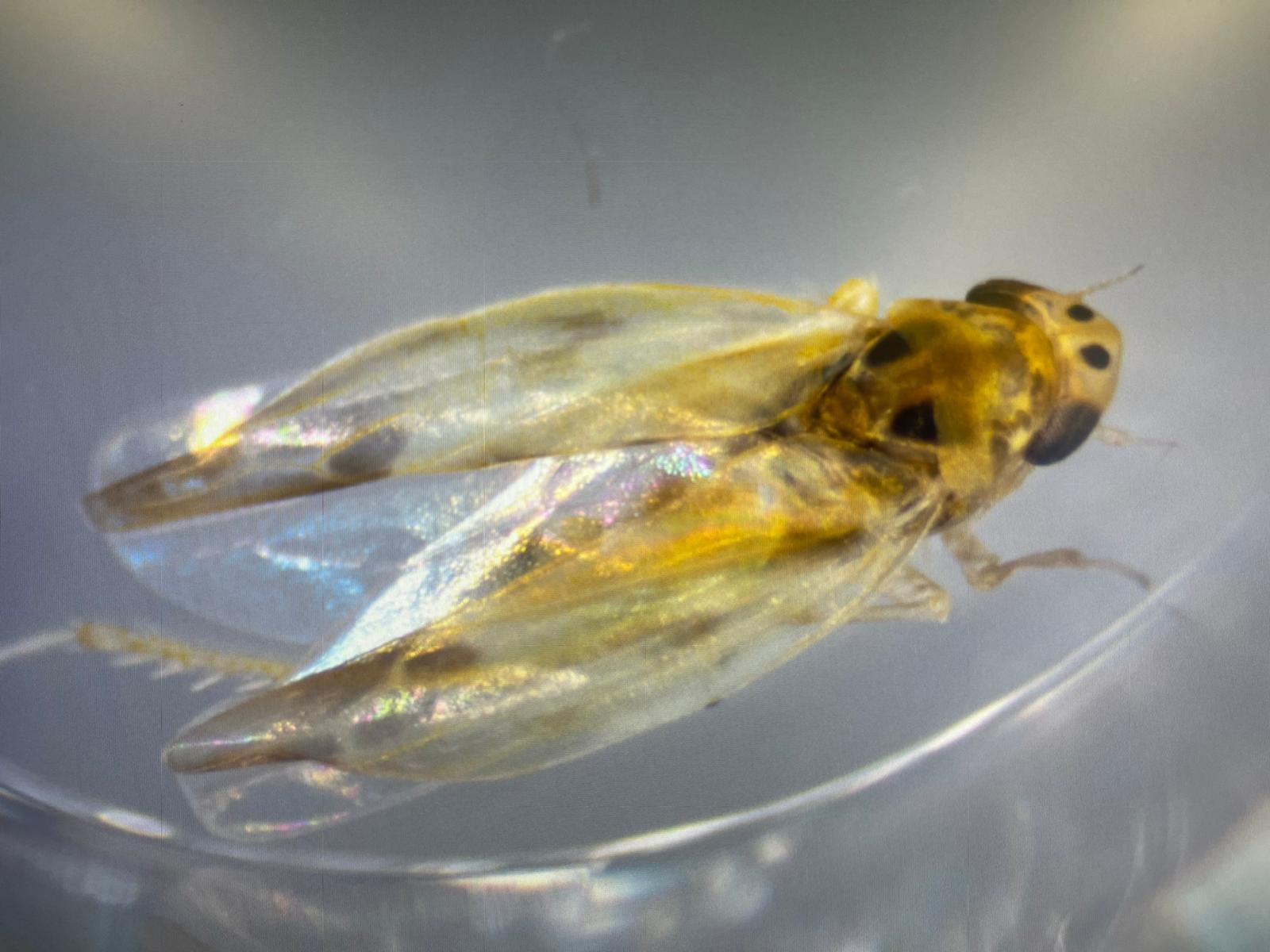 Research unveils ‘leafhopper’ risk in Türkiye