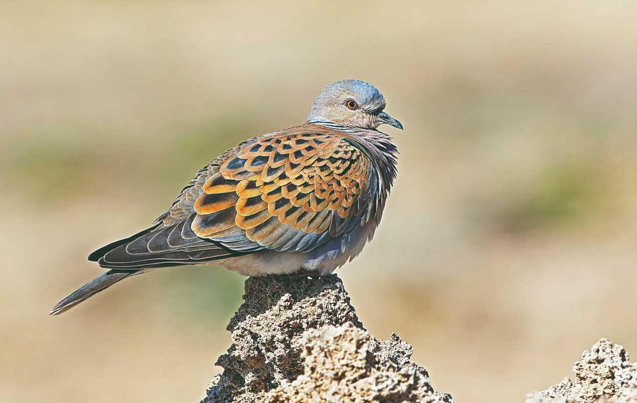 Conservationists voice concern over new hunting season