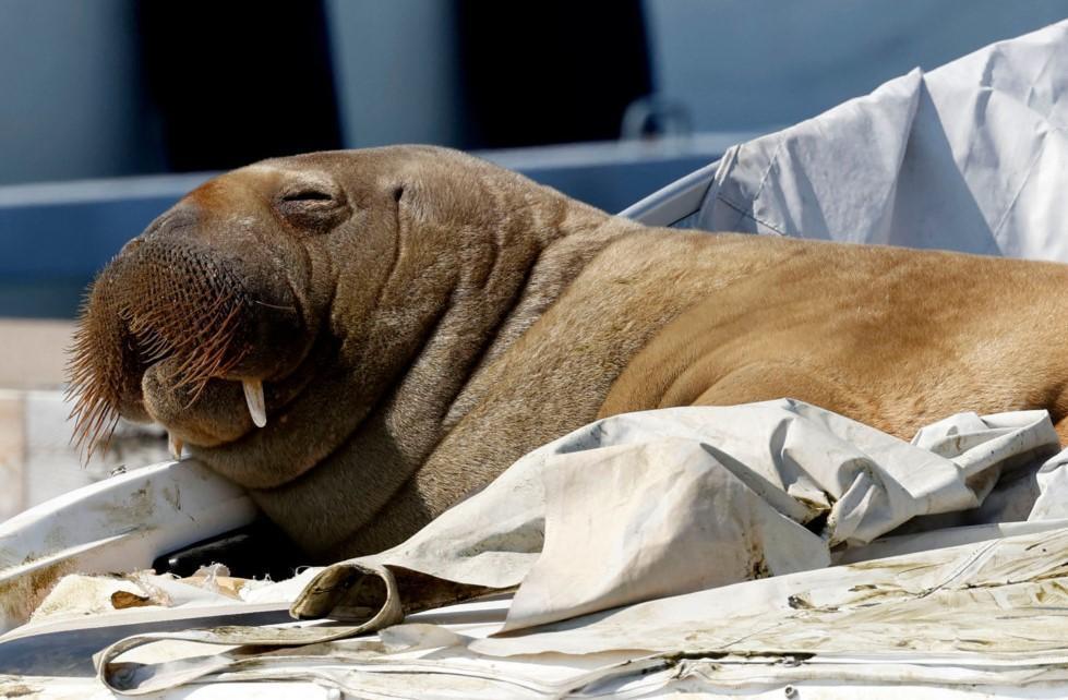 Norway mulls euthanizing walrus that won hearts in Oslo fjord
