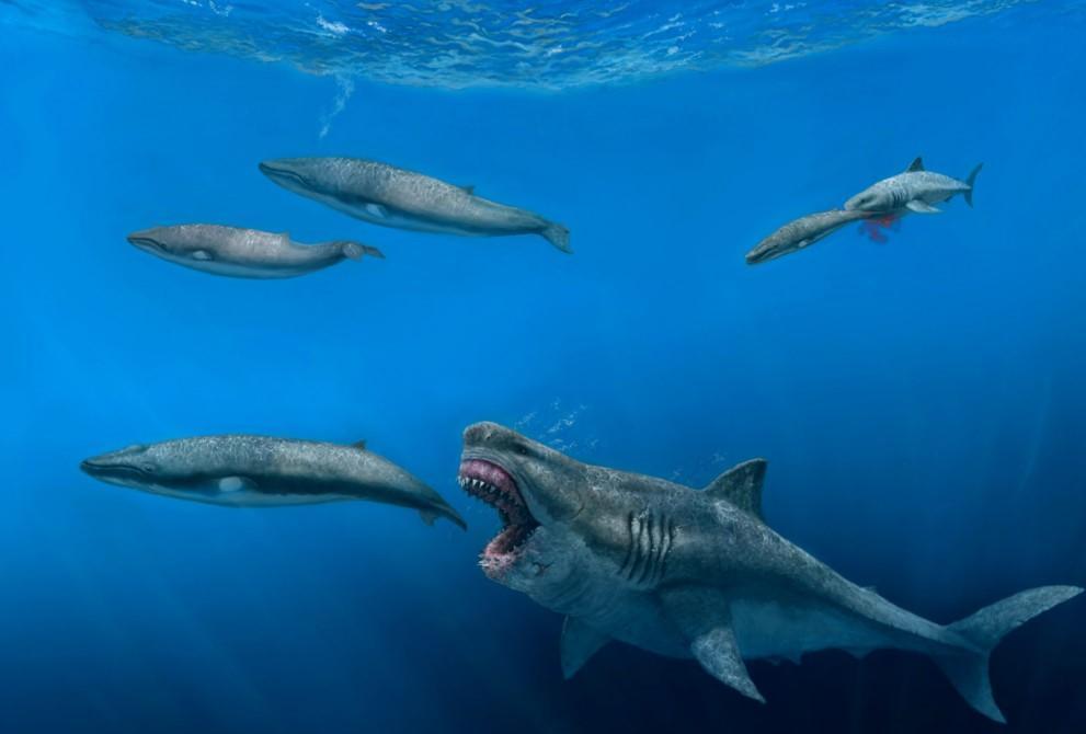 Giant sharks once roamed the seas, feasting on huge meals