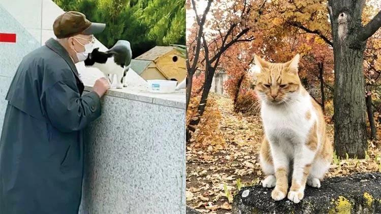 Turkish parliament to feed cats in compound