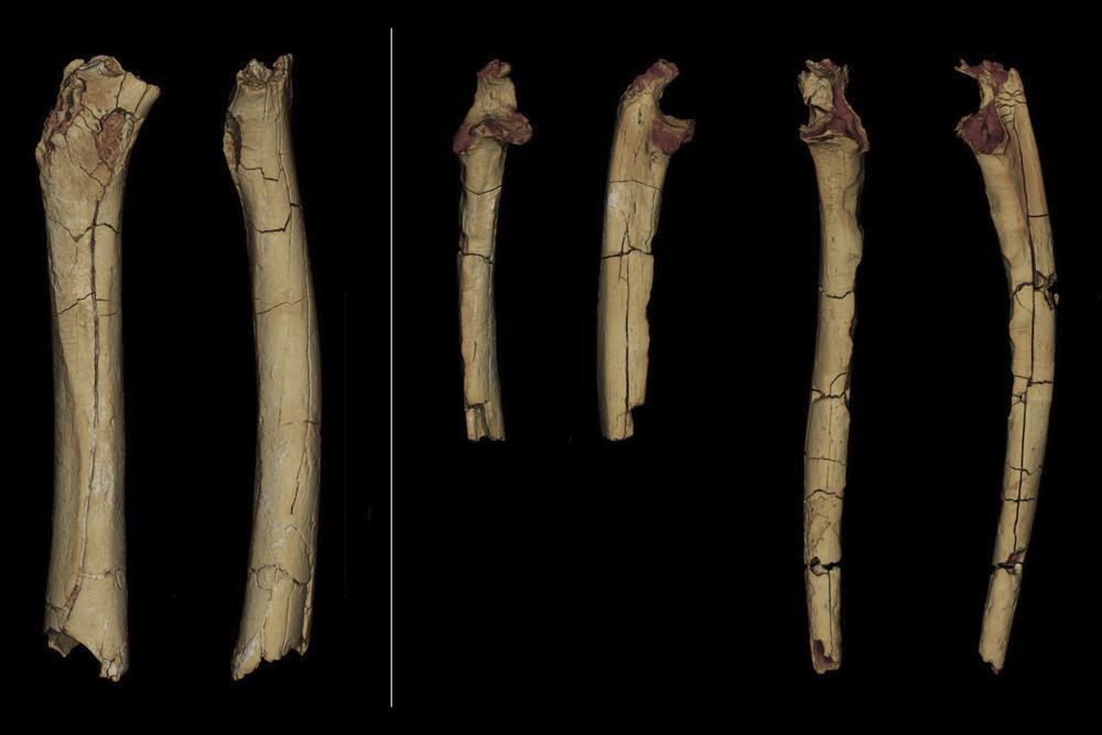 Fossil may boost case for earliest human ancestor
