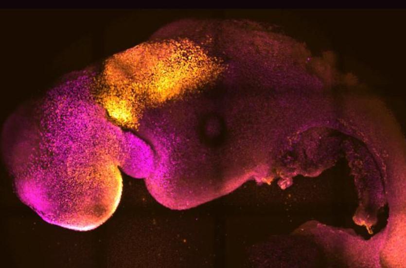 Scientists use stem cells to create synthetic mouse embryos