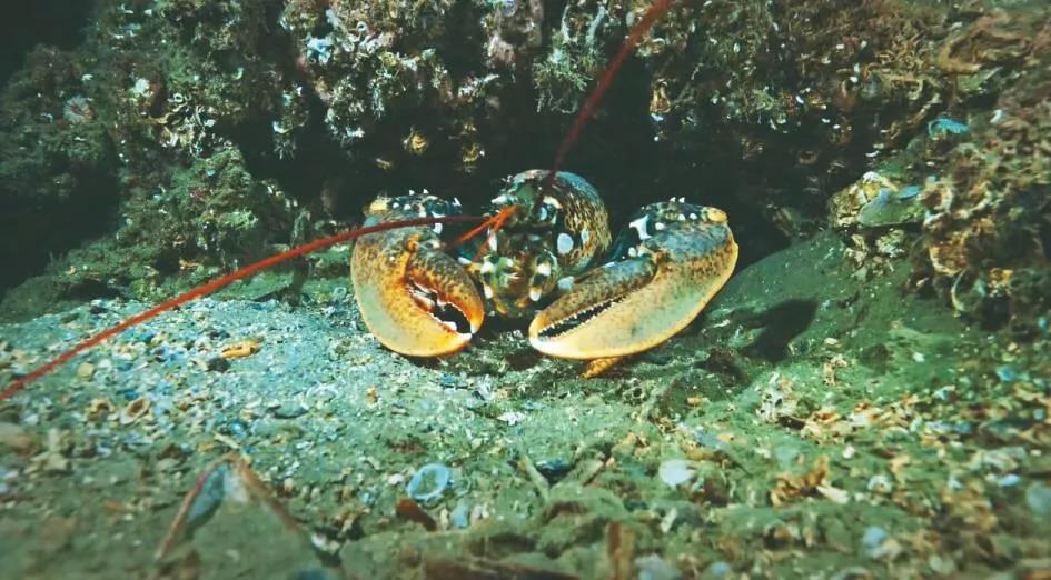 UN session on high seas biodiversity ends without agreement