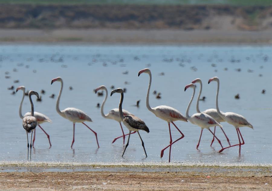 Flamingos in Lake Arin attract shutterbugs, birdwatchers