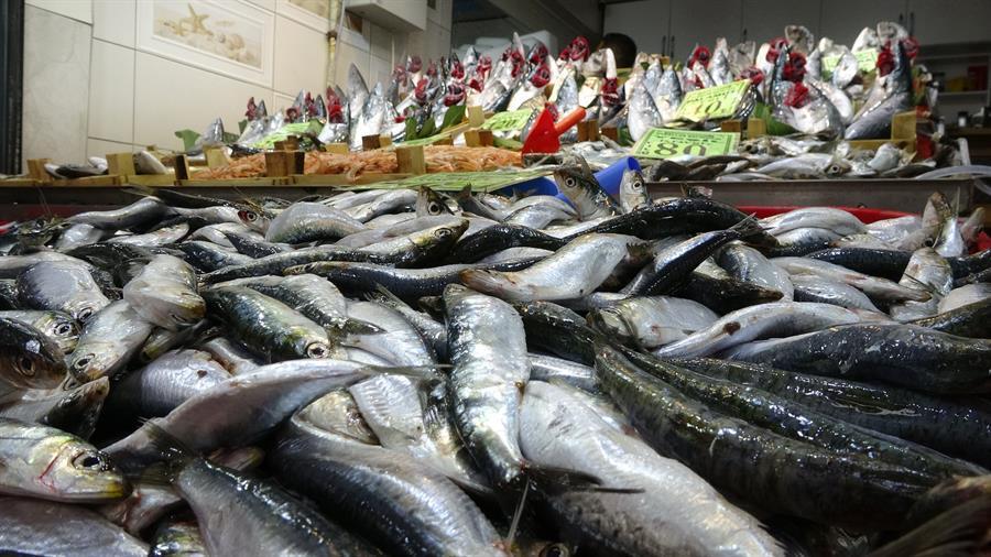 Experts await more bonito, less anchovy in new season