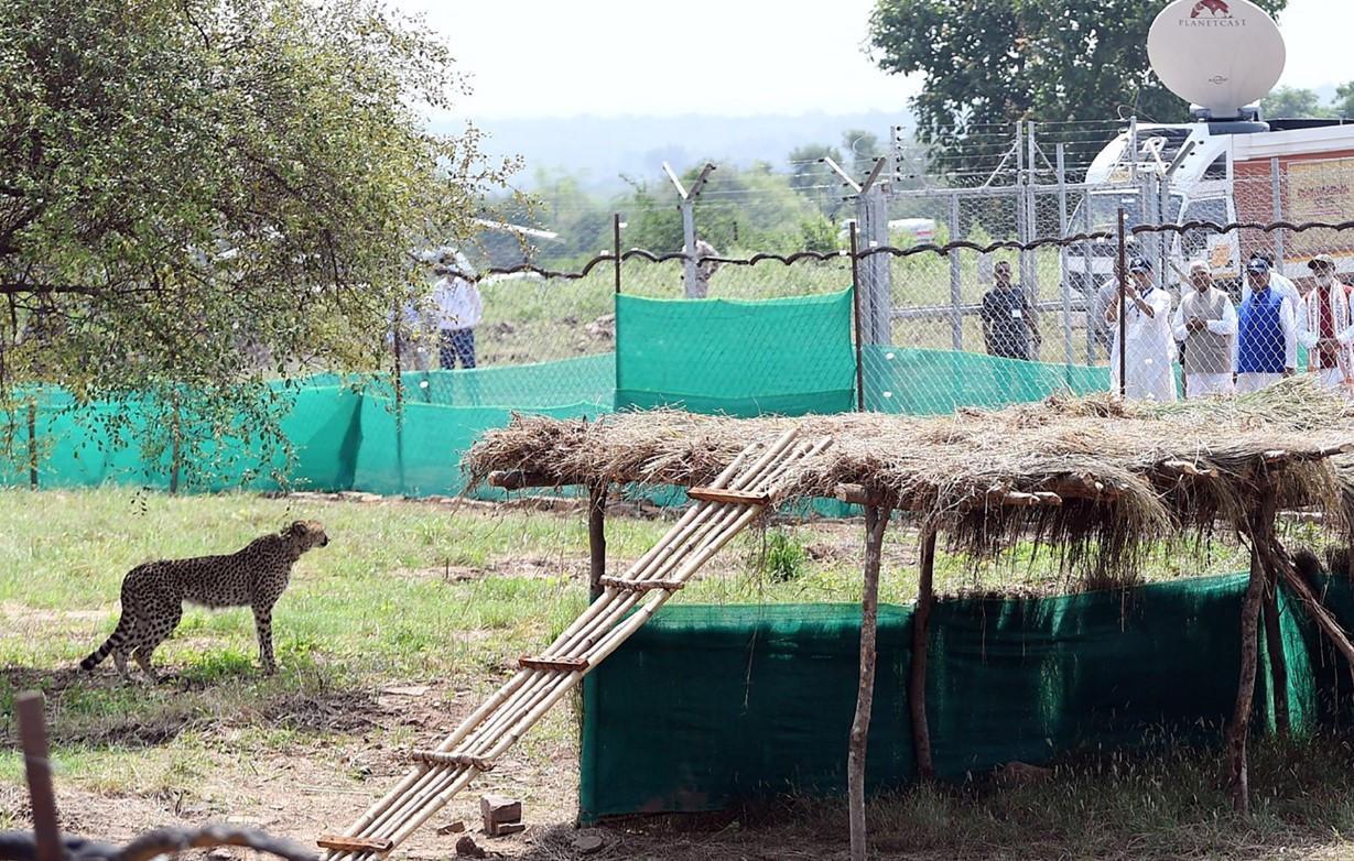 Cheetahs make a comeback in India after 70 years