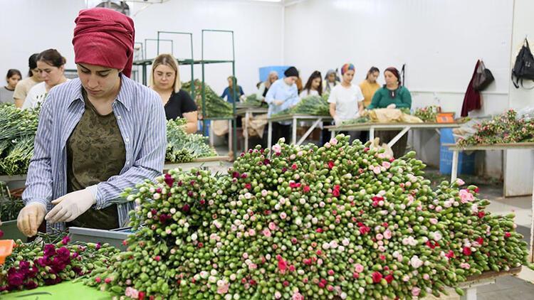 Flower growers still in rush to meet demand from UK