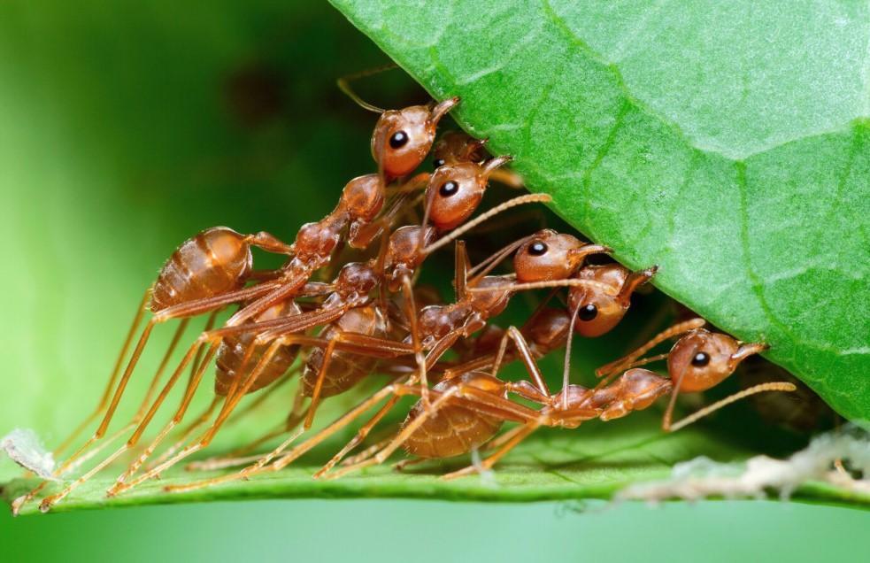 How many ants are on Earth 20 quadrillion, study says