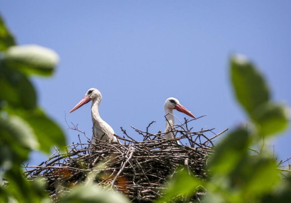 Half world’s birds in decline, species moving ‘ever faster’ to extinction