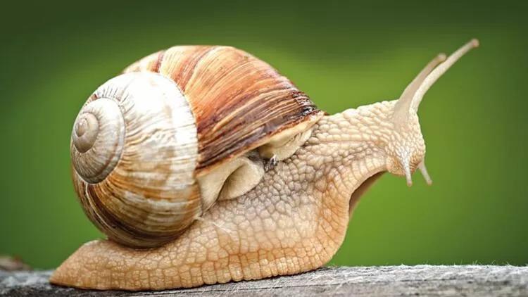 New mud snail species recorded in Türkiye