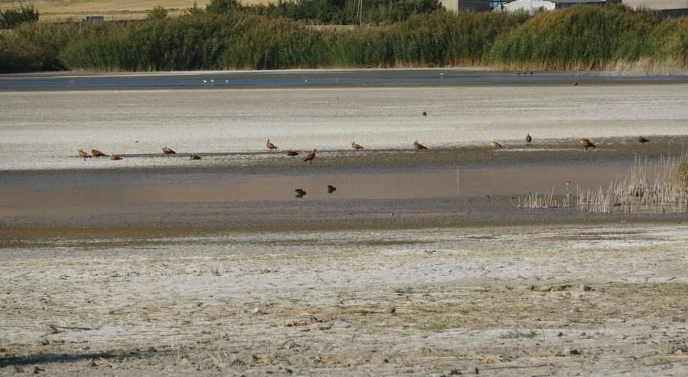 Lake Erçek in danger of drought: Expert