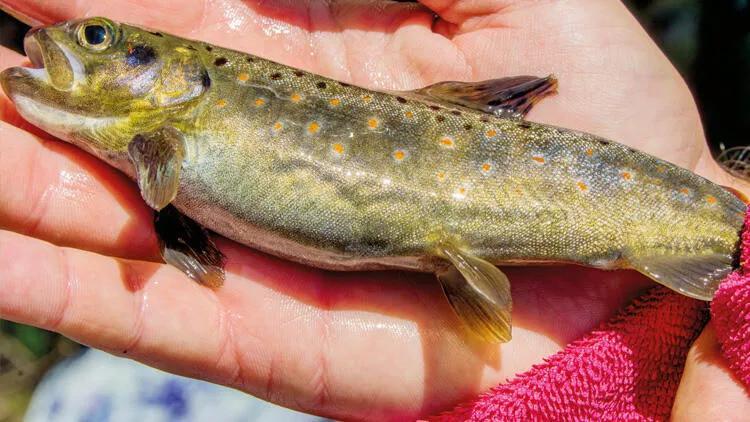 Endangered fish’s population bottom in flood-hit northern province