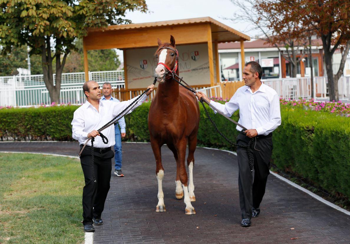 Foal sold for record 2 mln liras in Istanbul
