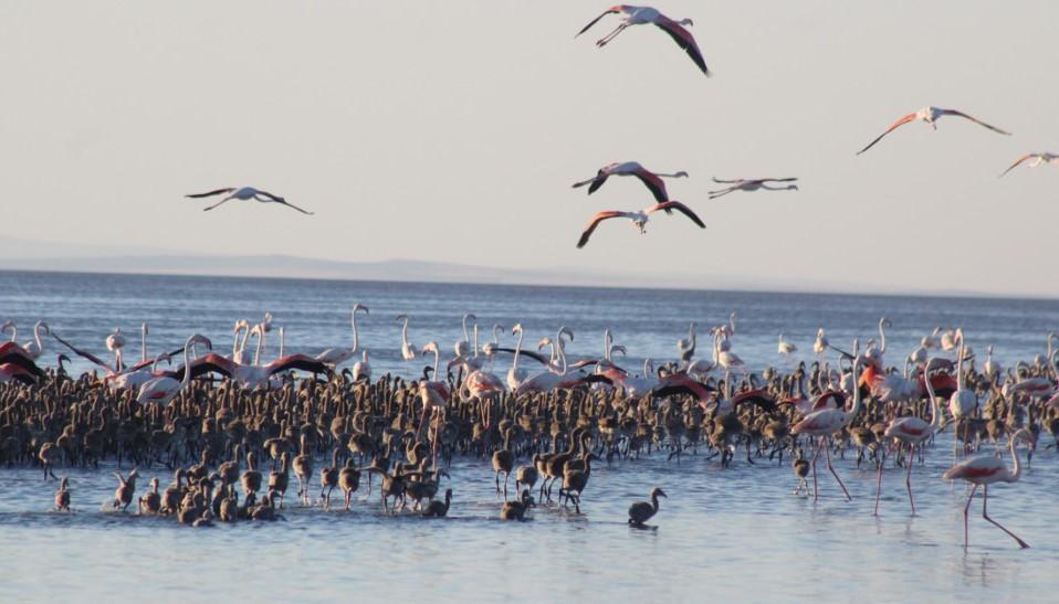 10,000 flamingo chicks hold on to life in Lake Salt