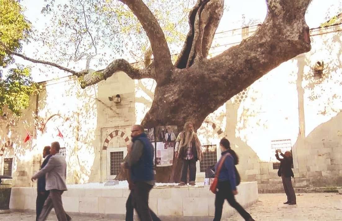 Plane tree named after poet in Istanbul