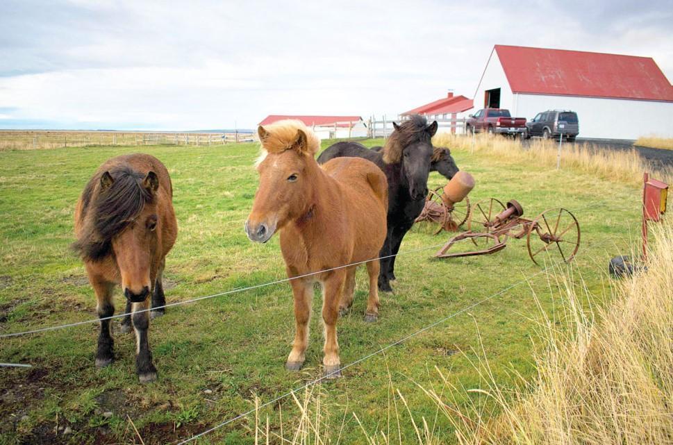 Activists see red over Iceland’s blood mares